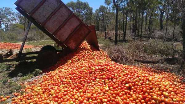 Crops dumped
